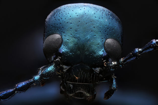 Illustration for article titled Fotografías macroscópicas tan nítidas que parecen irreales